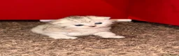 British Shorthair cats for sale: British Shorthair Tabby Female-Champion Heritage🐾 - Advert 6