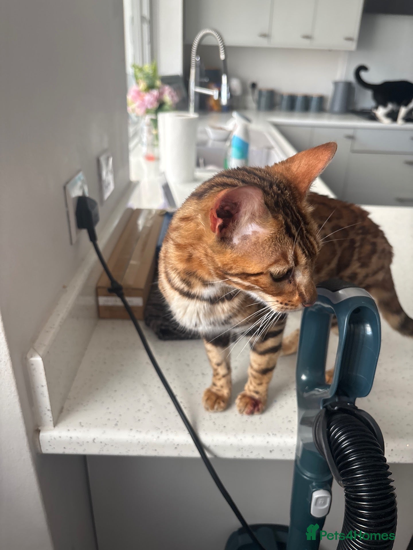 Bengal cats for sale: Bengal for sale  - Advert 16
