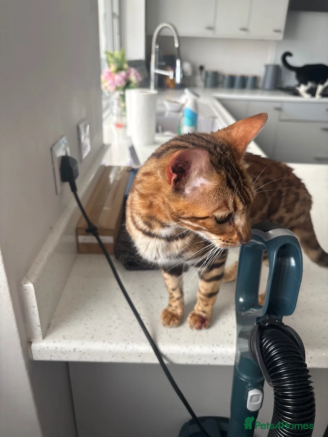 Bengal cats for sale: Bengal for sale  - Advert 1