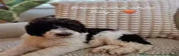 Labradoodle dogs for stud: Hypoallergenic Health Checked Labradoodle PROVEN  - Advert 24