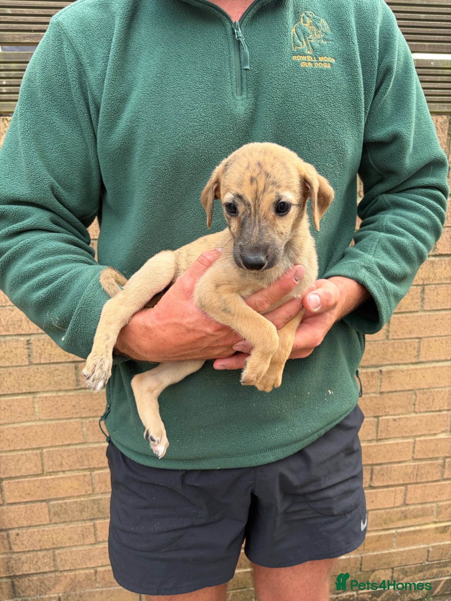 Lurcher dogs Genuine 3/4 whippet 1/4 collie pups for sale  - Advert 1