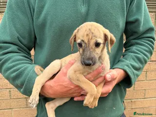 Lurcher dogs Genuine 3/4 whippet 1/4 collie pups for sale - Advert 6