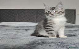 Maine Coon cats for sale: European Maine coon Kittens - Image 3