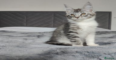 Maine Coon cats - Advert 4