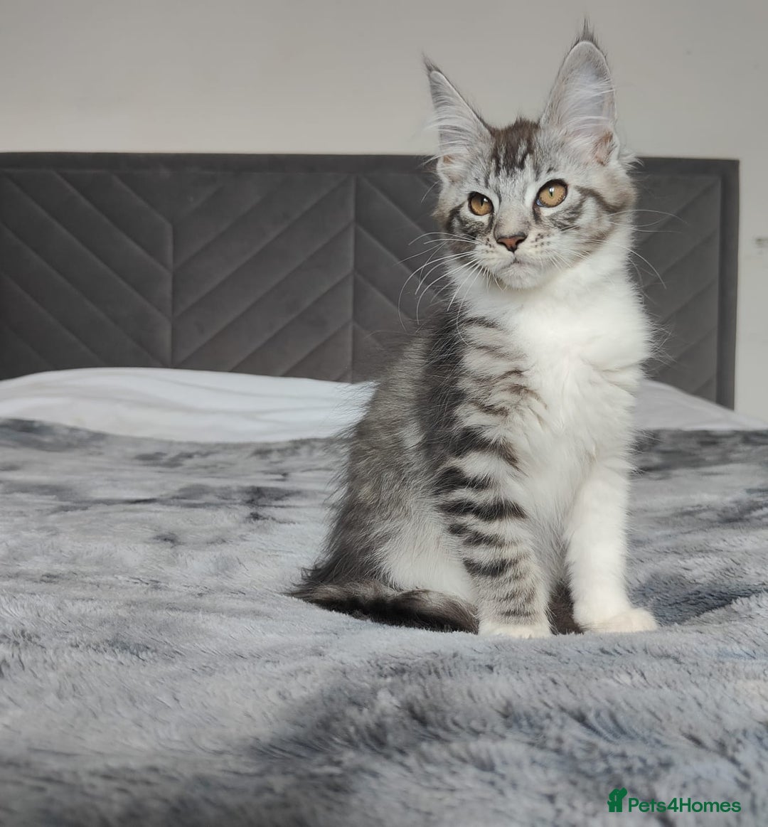 Maine Coon cats for sale: European Maine coon Kittens - Image 3