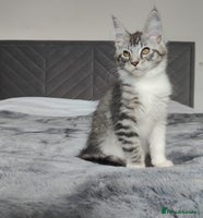 Maine Coon cats - Advert 10