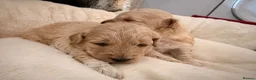 Poochon dogs for sale: 🐾 Beautiful Poochon Puppies Cream, Apricot & Red. - Advert 6