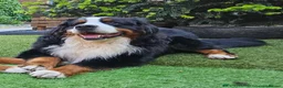 Bernese Mountain Dog dogs for sale: 🐾 Beautiful KC Bernese Mountain Dog Puppies 🐾  - Advert 16