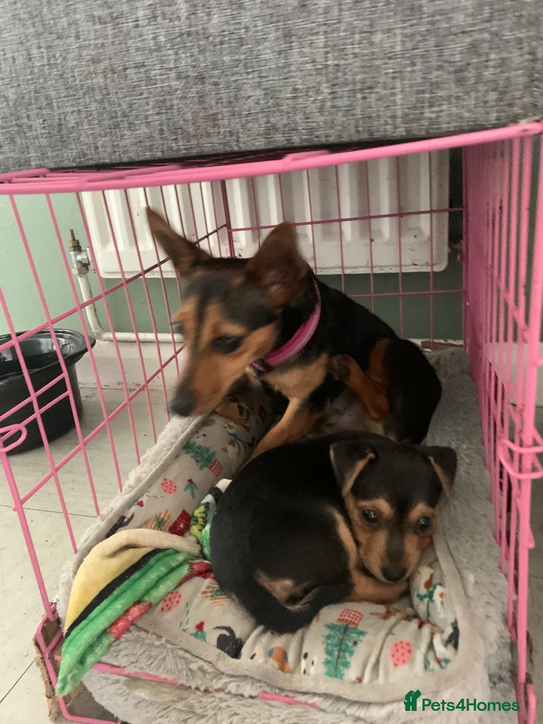 Jack Russell dogs for sale: Female Jack Russell  in Brierley Hill - Advert 8