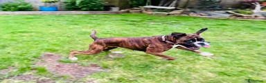 Boxer Puppy 1