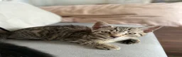 Mixed Breed cats for sale: Beautiful cats  - Advert 4