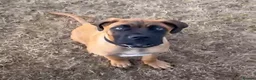 Mixed Breed dogs for sale: Boerboel x cane corso male  - Advert 2