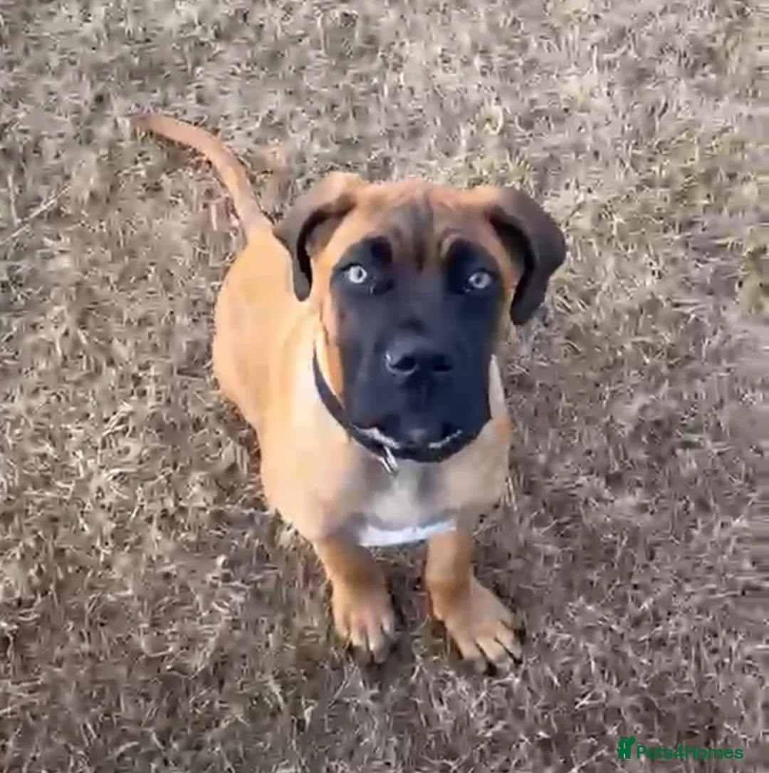 Mixed Breed dogs for sale: Boerboel x cane corso male  - Advert 2