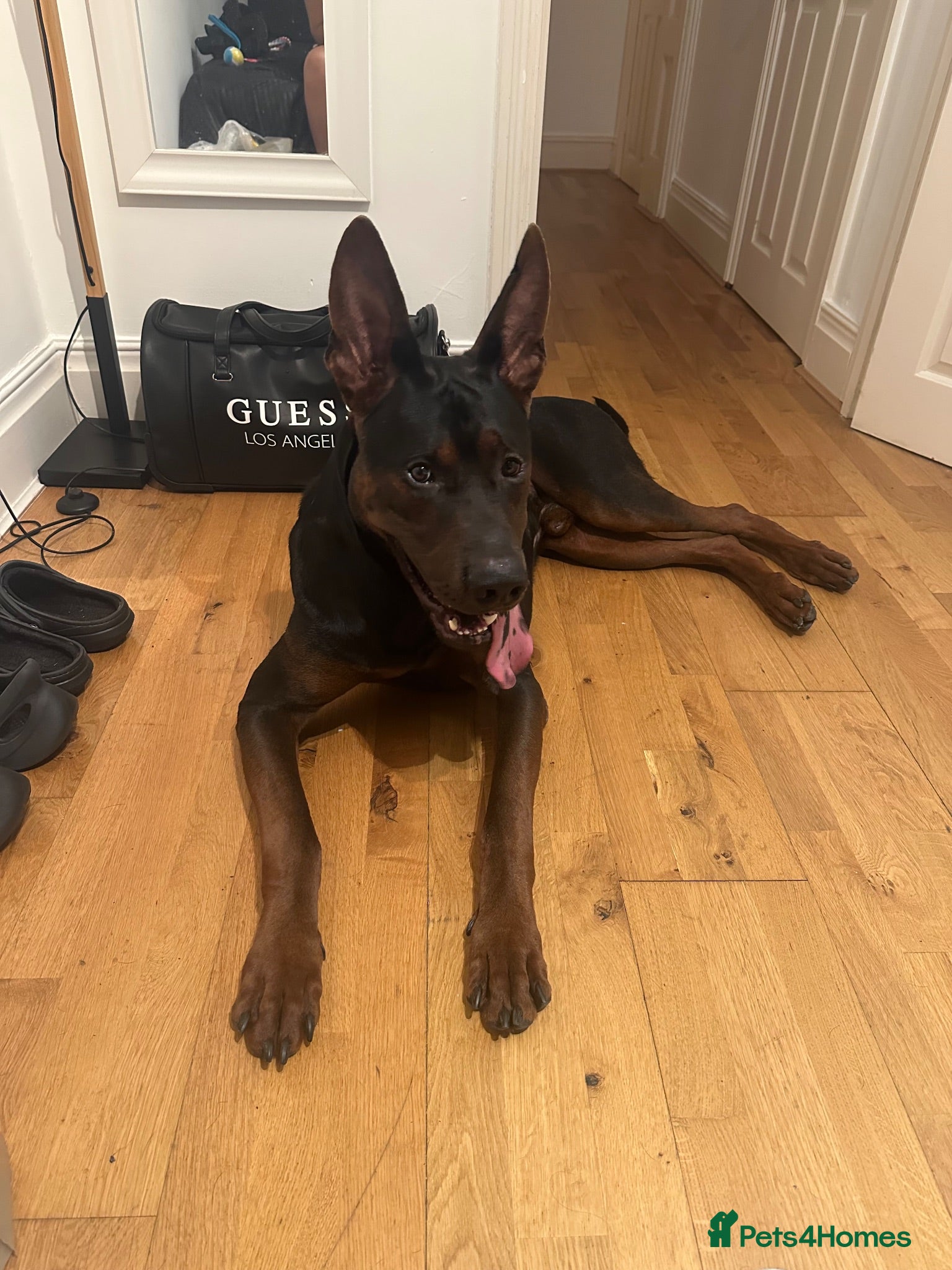 Chinese Red Dog dogs Big Handsome Boy for sale - TYSON 💔 - Advert 2
