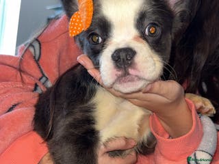 French Bulldog dogs Fluffy husky frenchie reduced! ready to leave - Advert 5