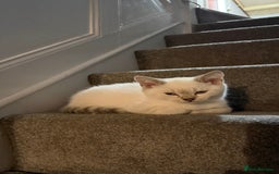 British Shorthair cats for sale: Gorgeous British Shorthair Kitten– Ready to Leave - Image 1