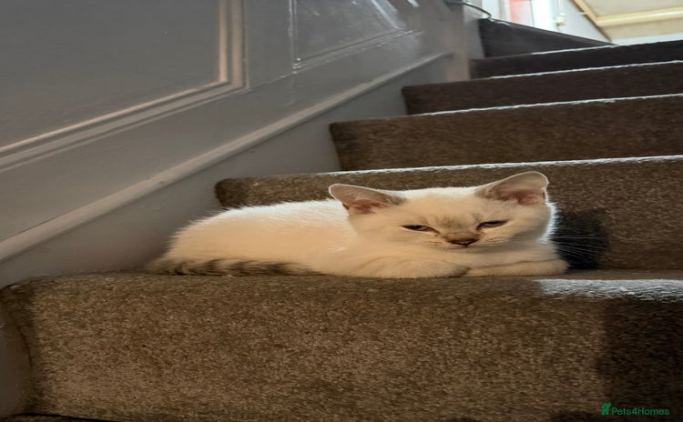 British Shorthair cats - Advert 1