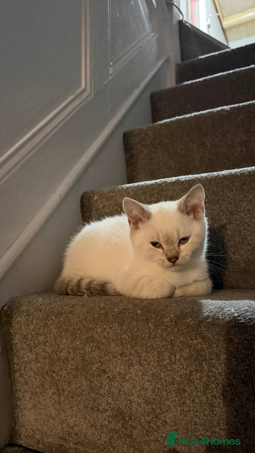 British Shorthair cats for sale: Gorgeous British Shorthair Kitten– Ready to Leave - Image 1