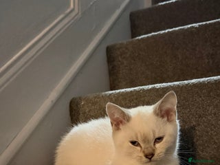 British Shorthair cats for sale - Advert 1