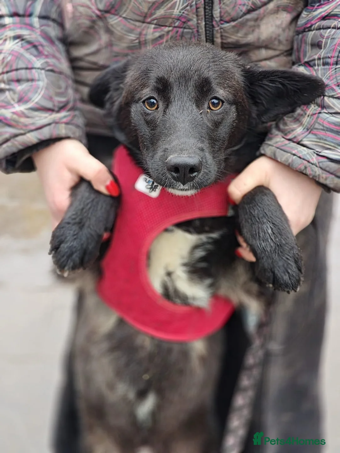 Mixed Breed dogs for adoption: ❤️🐶 YUKI & FIFI – TWO HEARTS, ONE LITTLE TEAM in Burton-on-Trent - Advert 2