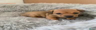 Jack Russell 3