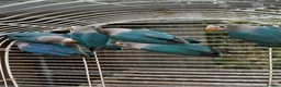 Lovebirds birds for sale: Young Fisher love birds for sale - Advert 4