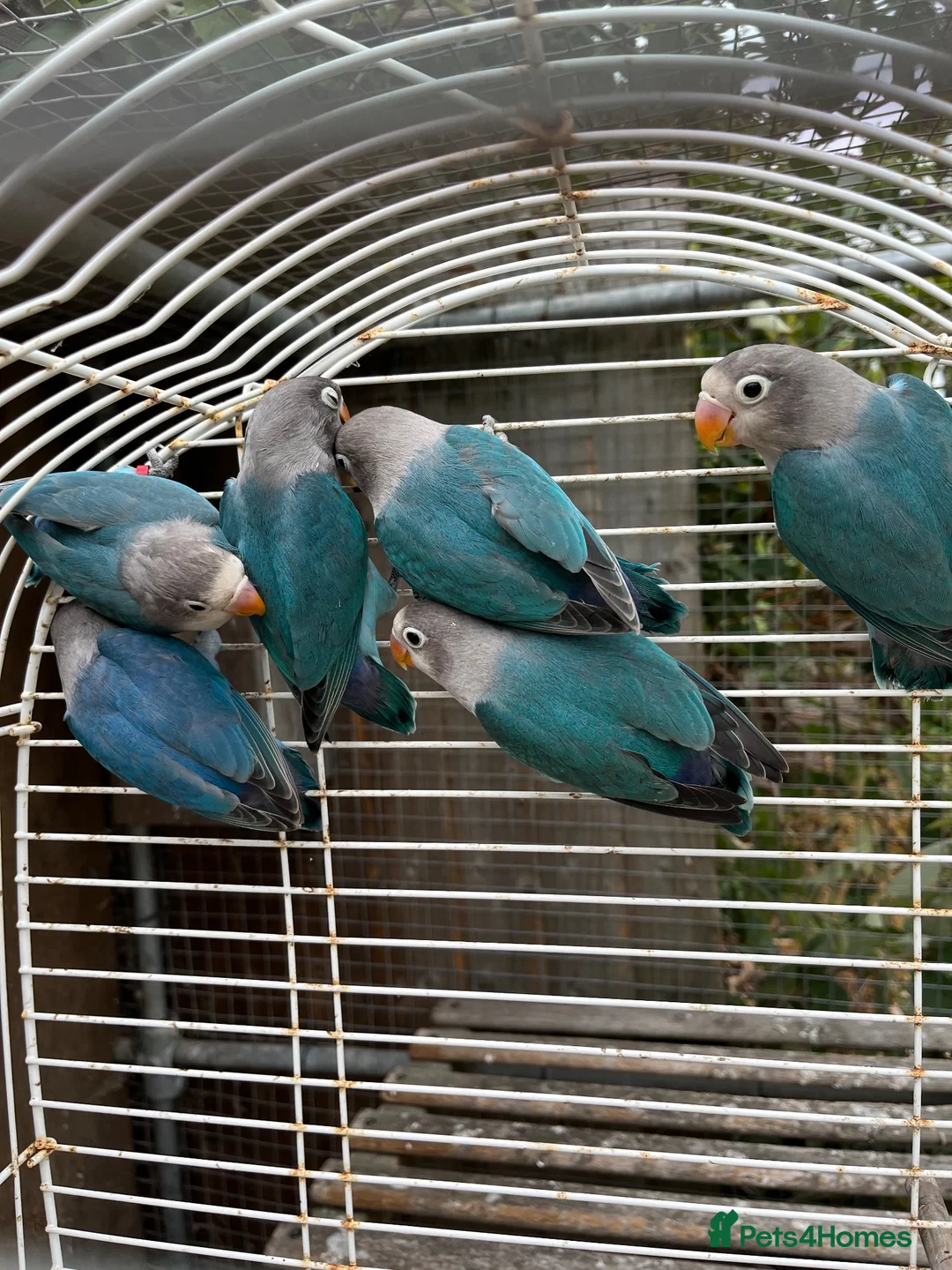 Lovebirds birds for sale: Young Fisher love birds for sale - Advert 4