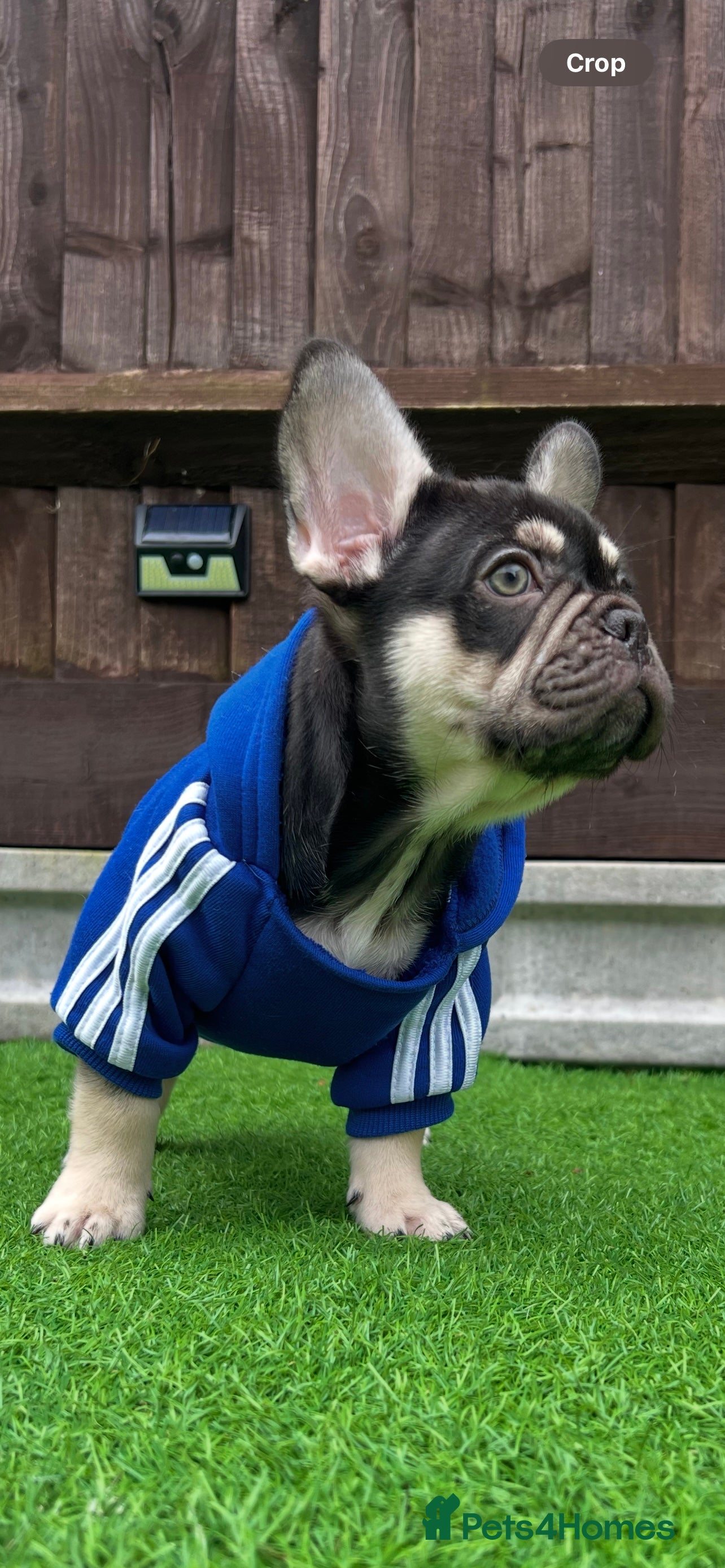 French Bulldog dogs Stunning Kc French Bulldog puppies  - Advert 2