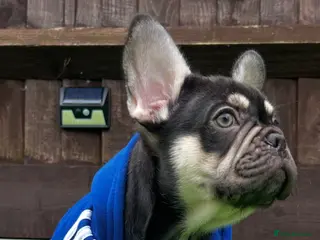 French Bulldog dogs Stunning Kc French Bulldog puppies - Advert 2