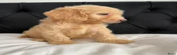 Cockapoo dogs for sale: Cockerpoo Puppies  - Advert 15