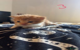 Maine Coon cats for sale: 1 GIRL / 5 BOYS - Image 10