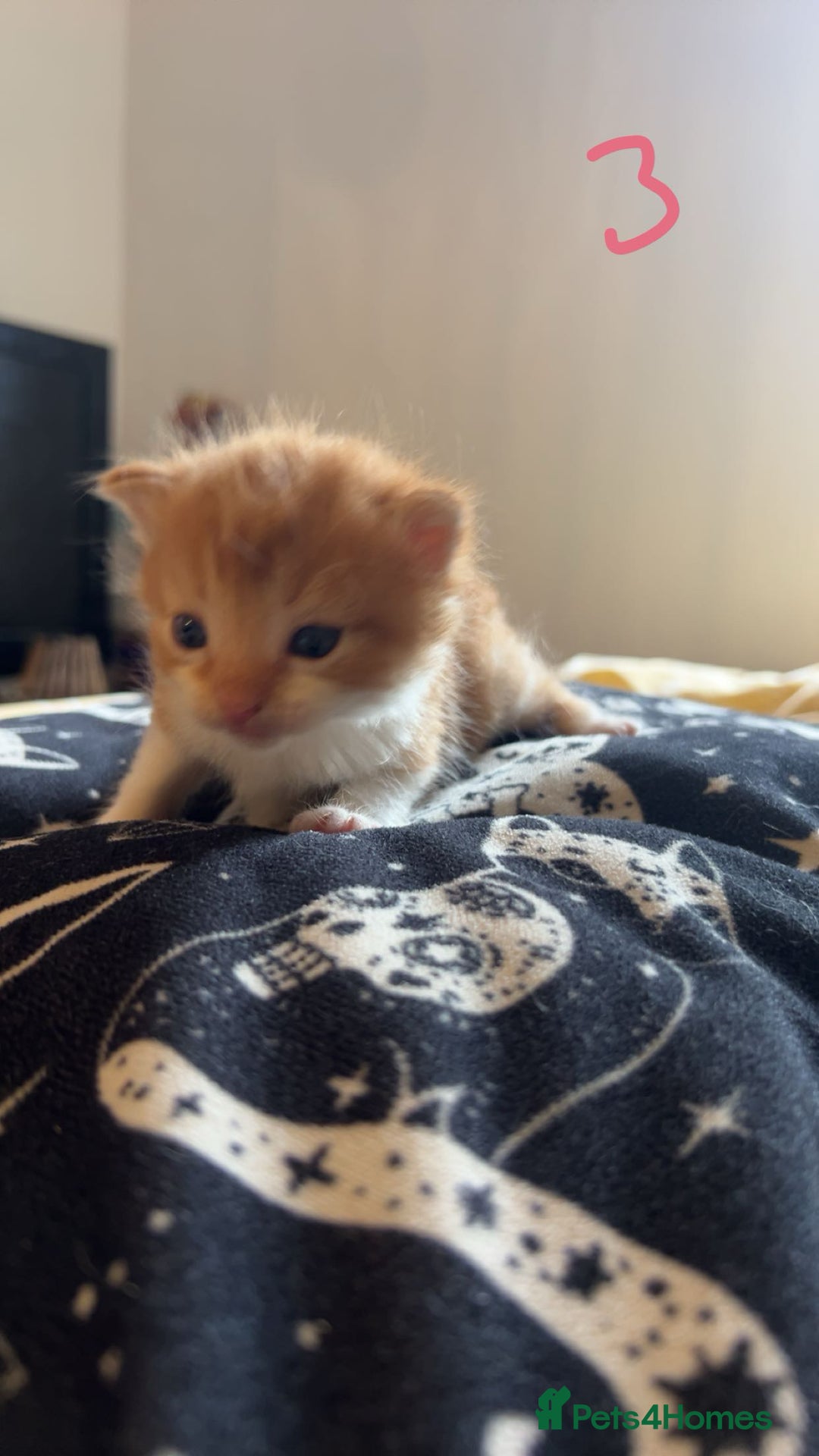 Maine Coon cats for sale: 1 GIRL / 5 BOYS - Image 10