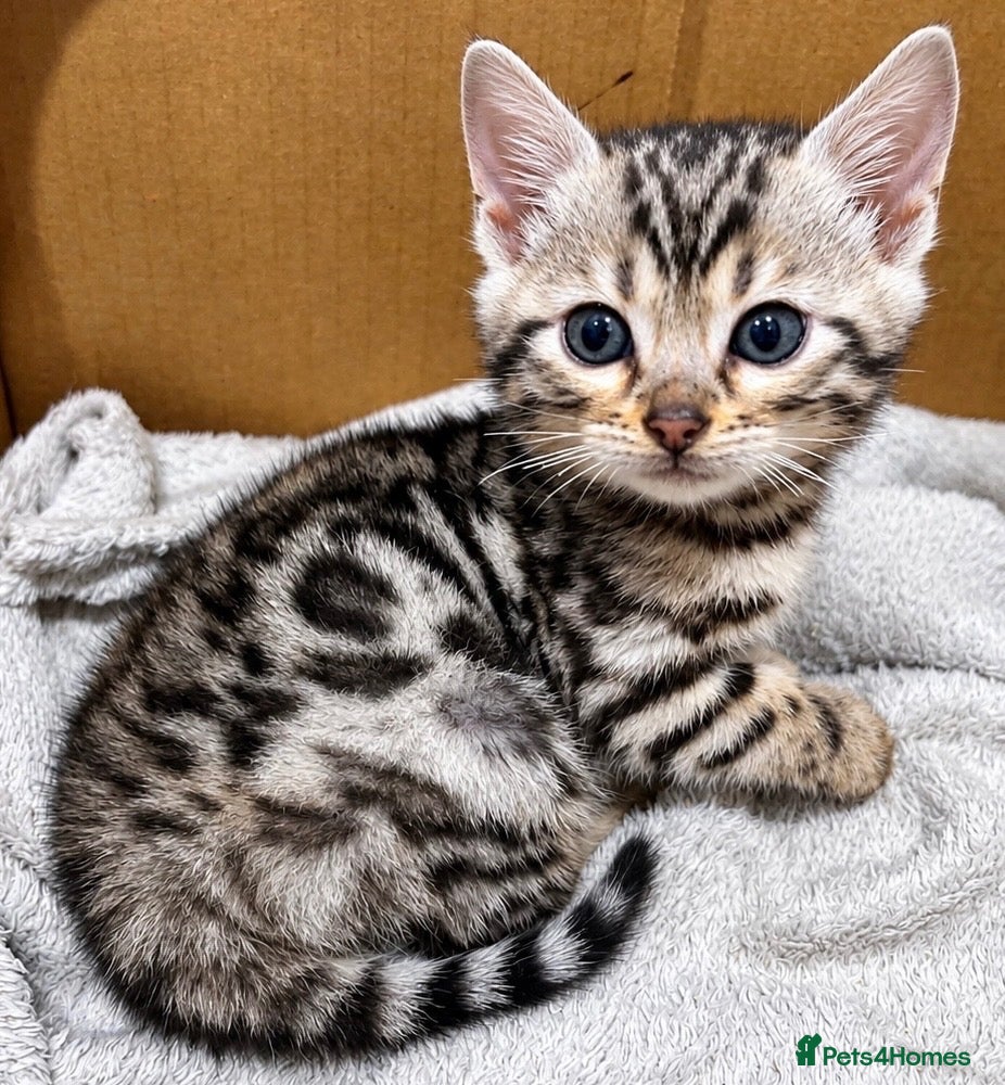 Bengal cats for sale: Stunning Silver Bengal Boy – TICA Reg Litter - Advert 1