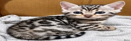 Bengal cats for sale: Stunning Silver Bengal Boy – TICA Reg Litter - Advert 1