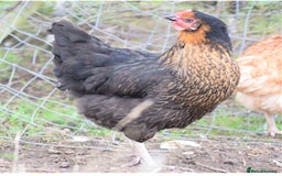 Chickens poultry for sale: Hens (chicken/ducks) Point Of Lay, multiple breeds - Image 11