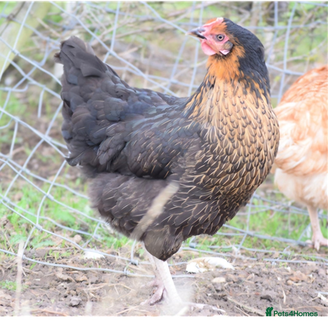 Chickens poultry for sale: Hens (chicken/ducks) Point Of Lay, multiple breeds - Image 11
