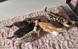Mixed Breed cats for sale: 6 Beautiful Kittens British Shorthair Calico Cross - Image 15