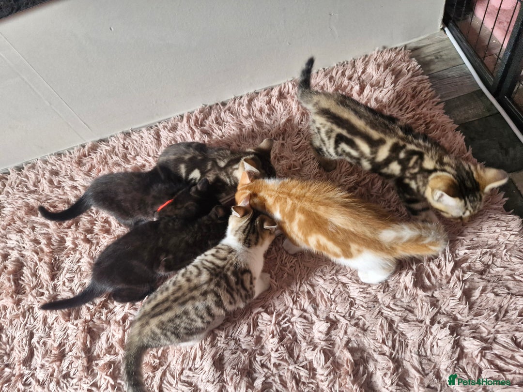 Mixed Breed cats for sale: 6 Beautiful Kittens British Shorthair Calico Cross - Image 15