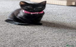 Mixed Breed cats for sale: Beautiful Kittens - Image 18