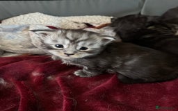 Maine Coon cats for sale: Russian XL maine coons looking HOME!❤️❤️❤️ - Image 12