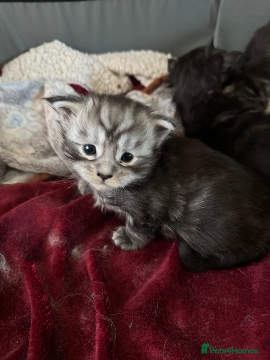 Maine Coon cats for sale: Russian XL maine coons looking HOME!❤️❤️❤️ - Image 12