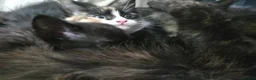 Mixed Breed cats for sale: 3 Fluffy Female Kittens For Sale - Advert 6