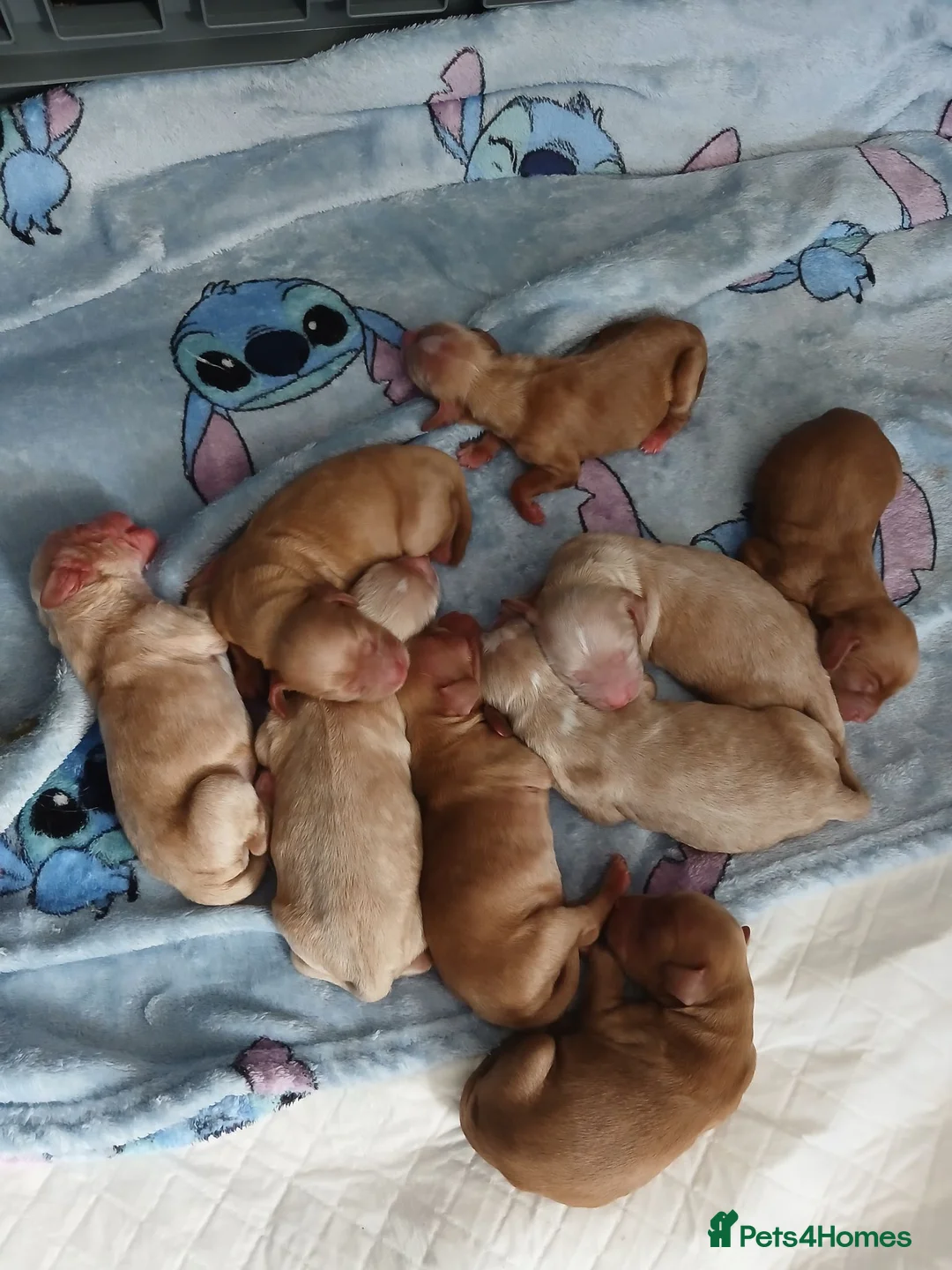 Cocker Spaniel dogs for sale: Cocker spaniel puppies for sale  in Newquay - Advert 2