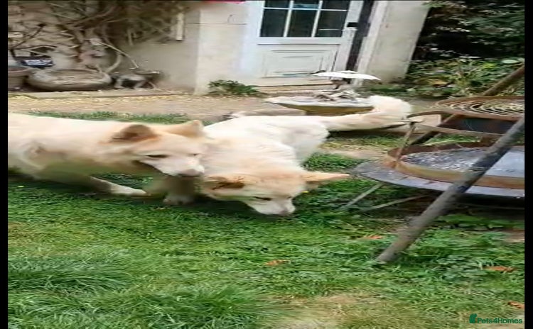 German Shepherd dogs in Horsham - Advert 11