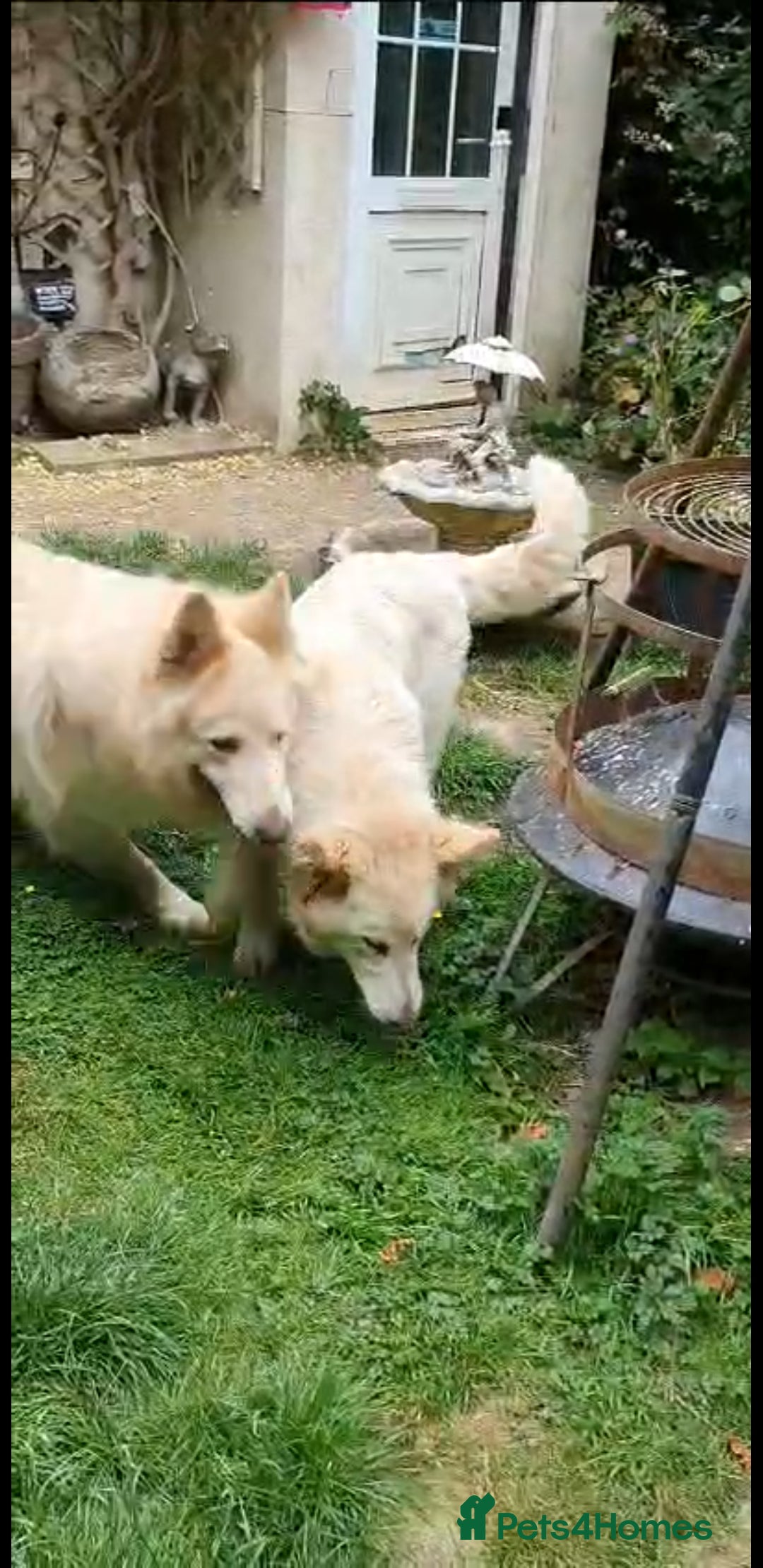 German Shepherd dogs for sale: Stunning white puppy 6 months old ready now in Horsham - Image 1