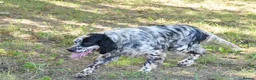 English Setter dogs for adoption: Bomer in Worthing - Advert 9