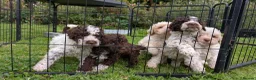 Lagotto Romagnolo dogs for sale: Lovely Lagotto Pups (KC Reg, imported breeding) - Advert 4