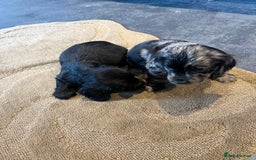 Cocker Spaniel dogs for sale: Cocker spaniels  - Image 1