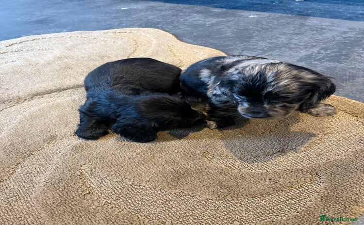 Cocker Spaniel dogs - Advert 16
