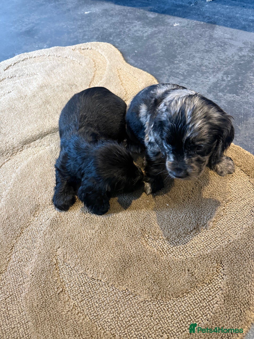 Cocker Spaniel dogs for sale: Cocker spaniels  - Image 1